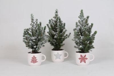 Picea Conica + Sneeuw + Kerstmok - Kerstboom - 3 stuks - Ø12cm - ↕35cm
