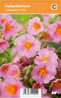 Vips Helianthemum Lawresons Pink - Zonneroosje