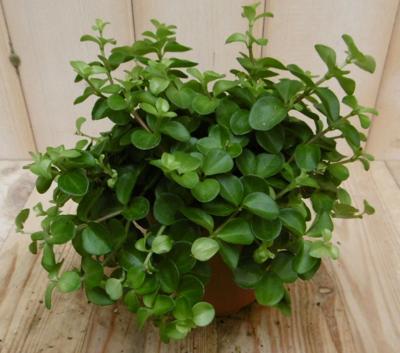 2 stuks! Peperomia rotundifolia - Warentuin natuurlijk