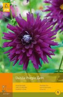 Dahlia purple gem 1st bloembol zomer Dahlia JUB - Jub