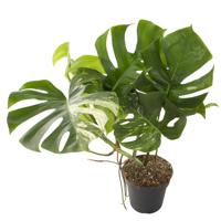 Monstera Variegata (medium wit) - P 19 cm