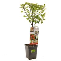 Appelboom Malus d. Elstar 90 cm - thumbnail