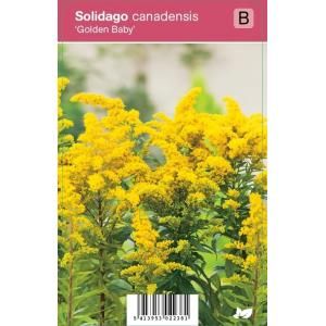 Guldenroede (solidago canadensis "Golden Baby") najaarsbloeier - 12 stuks