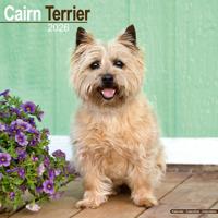 Cairn Terrier Kalender 2026