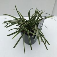 Zegge (Carex morrowii "Ice Dance") siergras - In 2 liter pot - 1 stuks - thumbnail