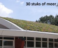 Minimaal 30 stuks! Sedummixmat Compleet (incl. drainage type 11c & daktuinsubstraat) per 1.2 m2 max. 25 graden - Sempergreen