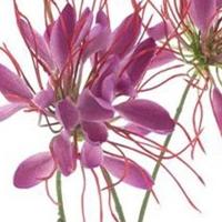 Spider flower spray beauty 94 cm kunstbloem Erutan Avon - Erutan avon