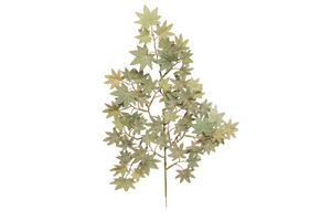 Zijde Acer leaf