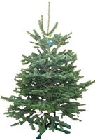 Kerstboom Warentuin Nordman B - kwaliteit Abies Nordmanniana 150 - 175 cm gezaagd Warentuin Natuurlijk - Warentuin natuurlijk