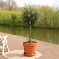 Olea Europaea - Olijfboom - P45 Olea Europaea - Olijfboom - P45