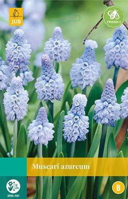 Muscari azureum 8 bollen - Jub