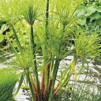 Papyrus (Cyperus papyrus 'Perkamentus') moerasplant (3-stuks) - thumbnail