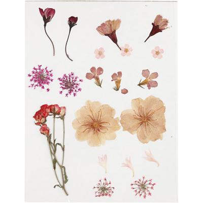 Creativ Company Gedroogde bloemen en bladeren, ca. 19 stuk, lichtroze, 1 doos