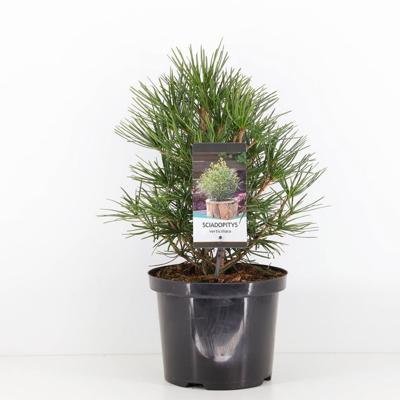 Sciadopitys verticillata 30-40 cm - Warentuin natuurlijk