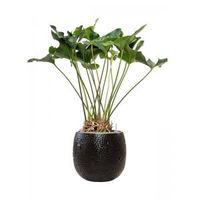 Plant in Pot Anthurium Arrow 120 cm kamerplant in Marly Black 41 cm bloempot - thumbnail