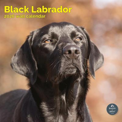 Labrador Retriever Zwart Kalender 2026
