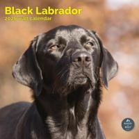 Labrador Retriever Zwart Kalender 2026