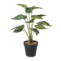 Kunstplant syngonium - 36 cm Kunstplant syngonium - 36 cm
