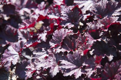 Purperklokje Heuchera 'Obsidian'