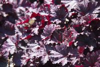 Purperklokje Heuchera 'Obsidian' - thumbnail
