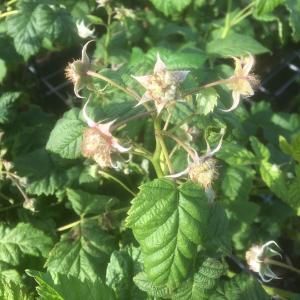 Zomerframboos (rubus idaeus "Malling Promise") fruitplanten - In 5 liter pot - 1 stuks