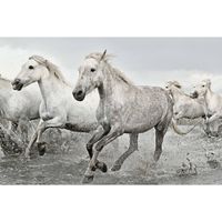 Poster White Horses 91,5x61cm - thumbnail