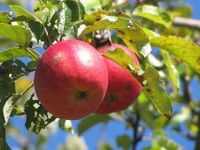 Appelboom - thumbnail