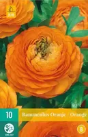 X 10 Ranunculus oranje