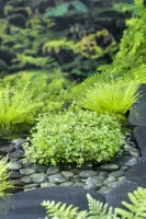 Zuurstofplant Marsilea quadrifolia