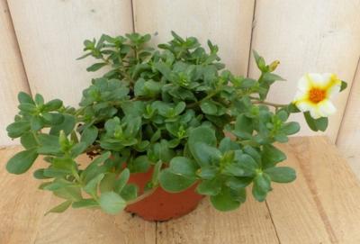 3 stuks! Portulaca eenjarig mix - Warentuin natuurlijk