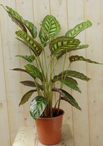 Calathea Makoyana Pauwenplant lichtgroen groot blad 60 cm - Warentuin Natuurlijk