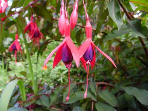 Bellenplant