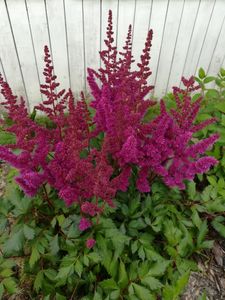 Spirea