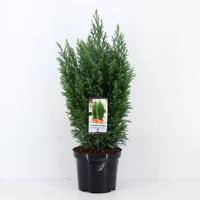 Chamaecyparis law ellwoodii 65 cm Conifeer Schijncipres Warentuin Natuurlijk - Warentuin natuurlijk