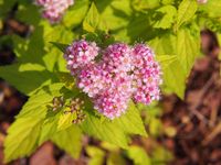 Spierstruik spirea - thumbnail