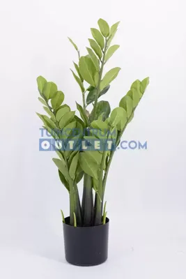 Zamioculcas h80cm