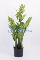 Zamioculcas h80cm