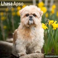 Lhasa Apso Kalender 2026