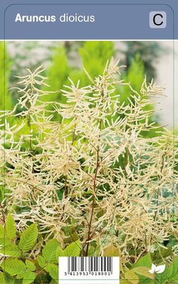 Vips Aruncus dioicus - Geitebaard