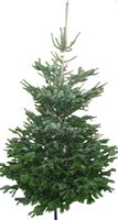Kerstboom Warentuin Nordman A - kwaliteit Abies Nordmanniana 175 - 200m gezaagd Warentuin Natuurlijk - Warentuin natuurlijk