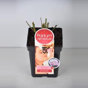 Grootbloemige roos Parfum de Nature (rosa "Blue Girl"®) - C5 - 1 stuks