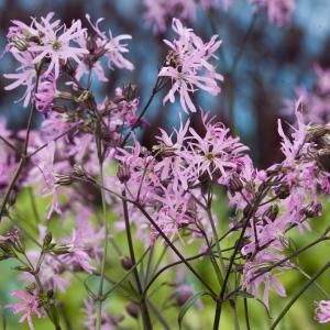 Echte koekoeksbloem (Silene flos-cuculi) moerasplant (6-stuks)