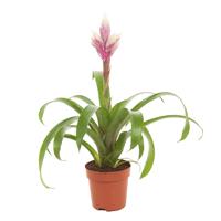 Guzmania &apos;Candy&apos; (Bromelia) P 12 cm