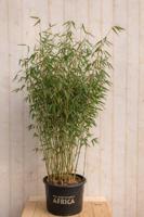 Bamboe Fargesia Blue Lizard 150 cm Warentuin Natuurlijk - Warentuin natuurlijk