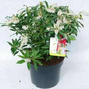 Rotsheide (Pieris “Forest Flame”) heester - 30-40 cm (C4.5) - 9 stuks