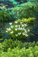 Westenwindlelie / Zephranthes candida Westenwindlelie / Zephranthes candida