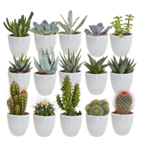 Cactus en vetplanten mix 5.5 cm | 15 stuks - in witte pot