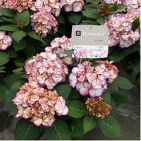 Hydrangea Macrophylla "Kanmara De Beauty Roze"® boerenhortensia