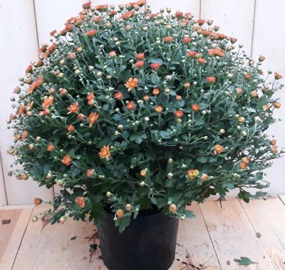 Bol Chrystant koper - Warentuin natuurlijk