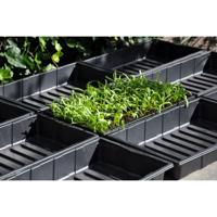 Seed tray 37,5 x 23 x 6 cm - set a 12 - Royal well